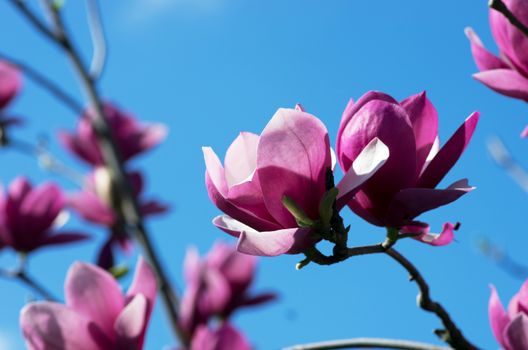 Beautiful Flowers of a Magnolia Tree