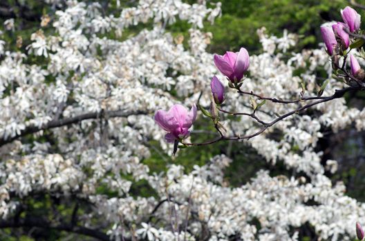 Beautiful Flowers of a Magnolia Tree