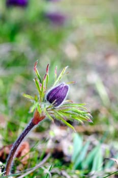 Pasque-flower growing in nature on sunset, macro spring floral background 