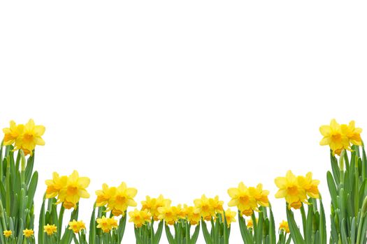 Frame out daffodils against white background.