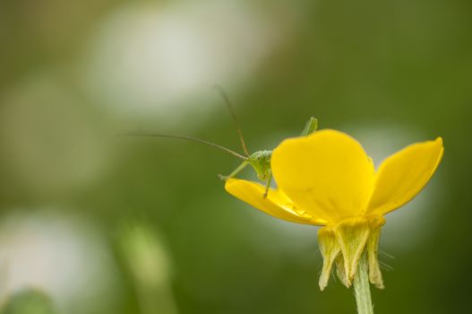 Long antenna Green grasshopper on yellow  flower