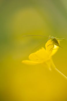 Long antenna Green grasshopper on yellow  flower