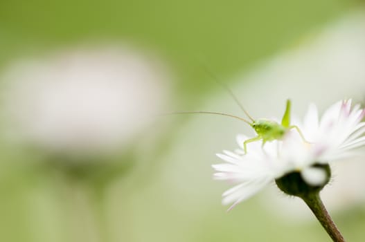 Long antenna Green grasshopper on yellow  flower