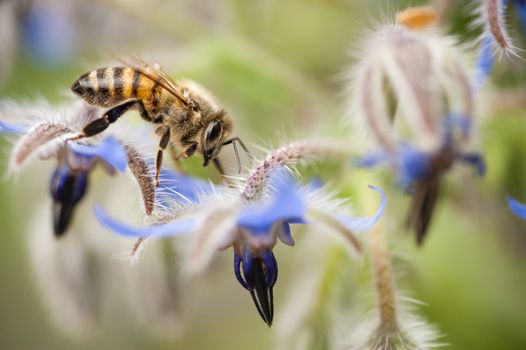 honey bee, apis mellifera,  on Borrago flowers