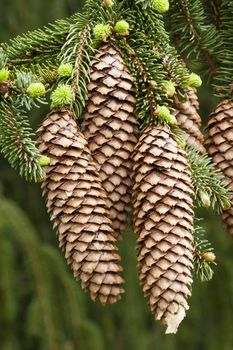 Norway spruce tree with green buds and cones, Picea abies