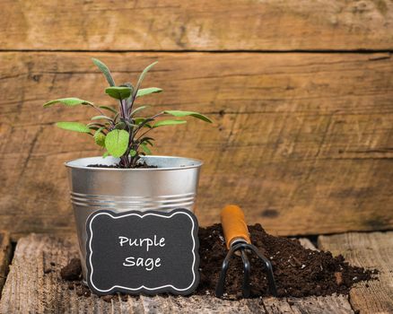 Purple sage, a herb, planted in a metal container on a rustic background.
