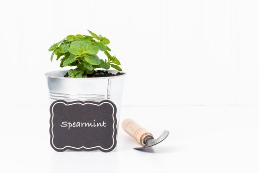 Fragrant spearmint growing in a silver colored metal container.