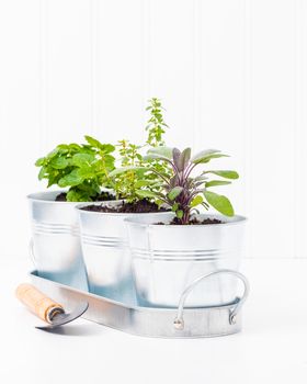 Small herbs planted in metal containers to create an indoor herb garden.