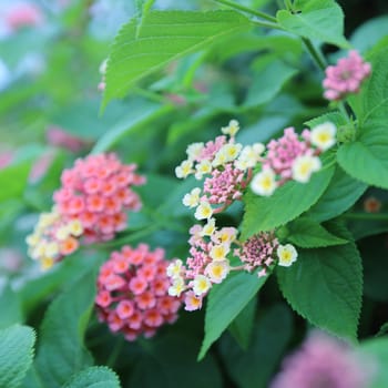 Beautiful bush with pink blooming claster flowers close up