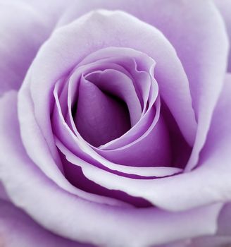 Close up of a purple rose flower.