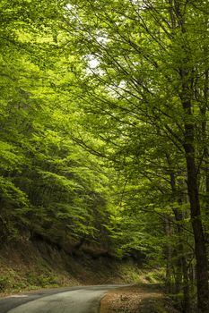 Dark road in the forest 