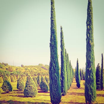 Cypress Trees in the Nursery Garden in Tuscany, Retro Effect