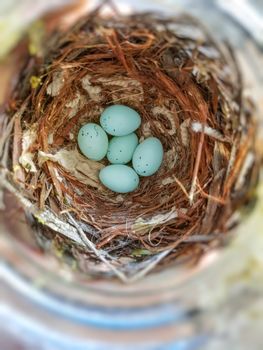 Five house finch eggs in the nest.