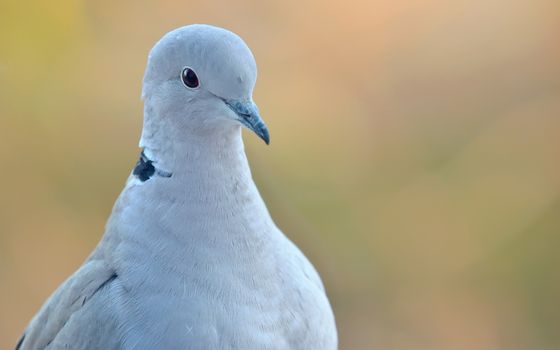 Young pigeon portrait- auriculata virgata