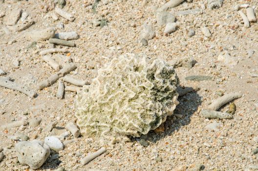 Scrap coral on beach, dead coral types under sea washed up on the sand, at the Cape Coral Phangnga, Thailand.