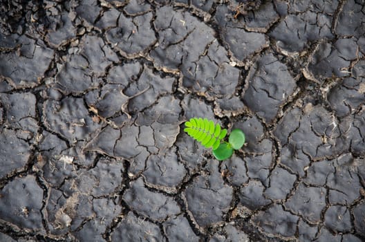 Young green plant growing through dead soil, hope concept.