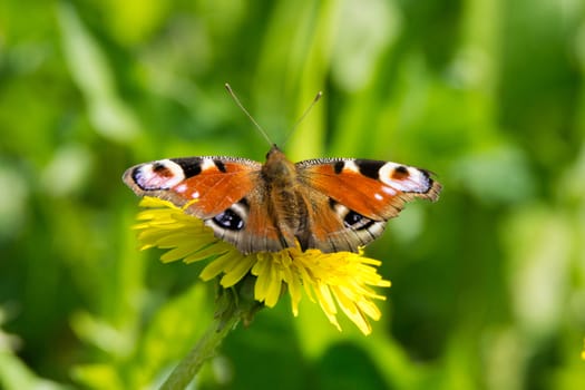 The photo shows a butterfly on a flower