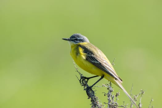 The photograph shows a wagtail on a branch