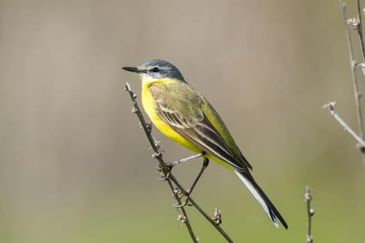 The photograph shows a wagtail on a branch