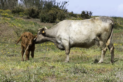 mother cow and young calf on madeira island