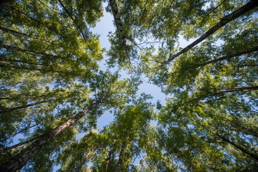 Looking up in Forest - Green Tree branches nature abstract background.