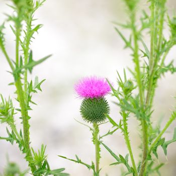 Vintage photo thistle flowers on background light bokeh