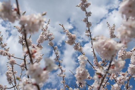 Cherry blossom or  Sakura flower with blue sky and clouds.