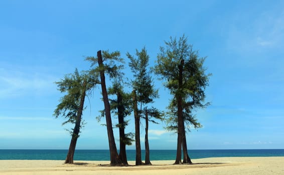 Trees at the beach