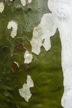 Plane tree bark detail wet with rainwater, Platanus