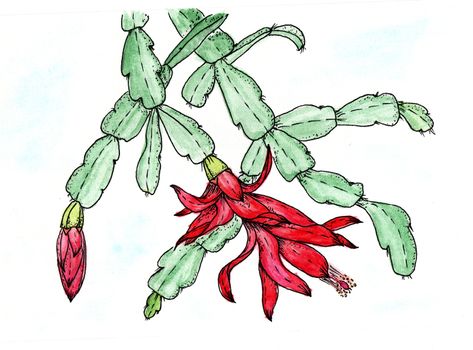 Watercolor Zigokaktus Schlumbergera Decembrists flowers on white background. Hand drawn drawing with flowers of pink Schlumbergera, or Christmas Cactus.