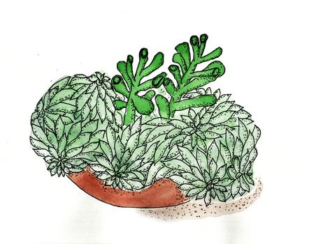 Watercolor painting - succulents in the bowl. Hand drawing. Plants.