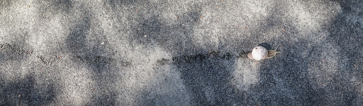 Snail leaving a trail in gravel in panorama