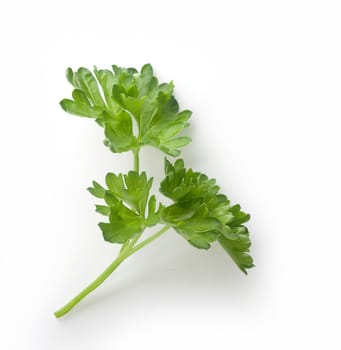 Isolated green branch of parsley on the white background