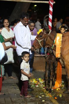 Pune, India - November 7, 2015: Hindus perform a ritual to worship the holy cow during Diwali festival