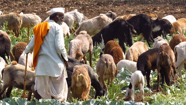 An Indian shepherd with his sheep and goats.







Shepherd