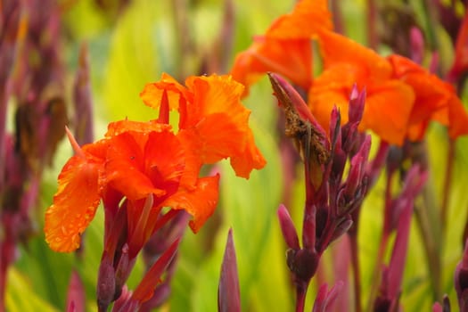 Beautiful orange tropical flowers in a garden