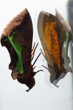 A weird looking moth found in the Indian tropics with its reflection on a mirror.