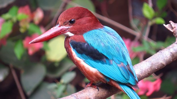 A closeup view of the species of kingfisher found in the Indian tropics.