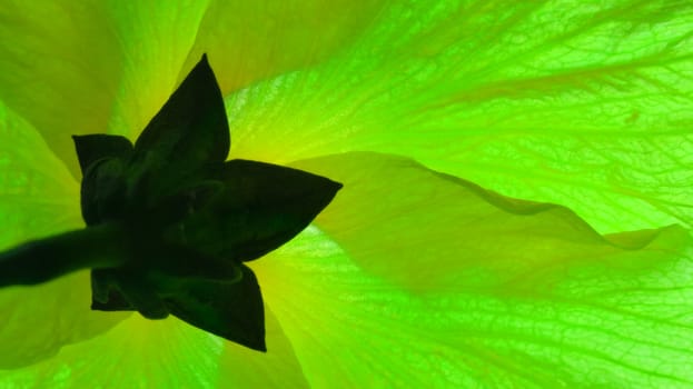 An abstract view from the base of a flower showing its beautiful structure.                               