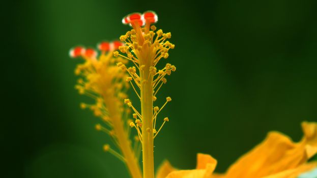 A closeup view of pollen of yellow flower on fresh green background.                               