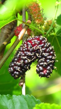 A pair of ripe sweet mulberry hanging down its plant, in bright sun.                               