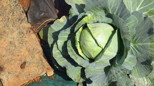 A top view of a huge cabbage organically grown in an Indian farm                               