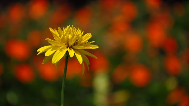 A bright yellow flower standing alone on the backdrop of blurred orange flowers.                               