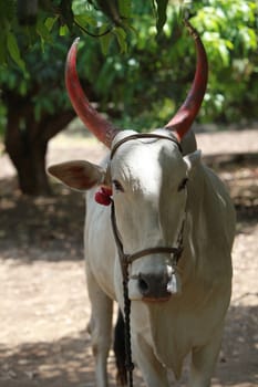 A white bull standing in the shades of a tree near an Indian farm.