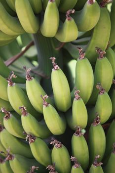 An abstract view of a bunch of organically grown bananas hanging from its tree.