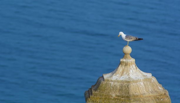 A lonely seagull standing on the top of a steeple