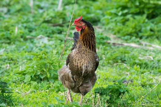 The photo shows a chicken in a meadow