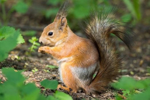 the photograph shows a squirrel on a tree