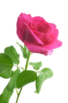 Natural pink rose