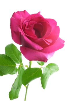 Natural pink rose